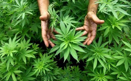 У Польщі легалізували марихуану