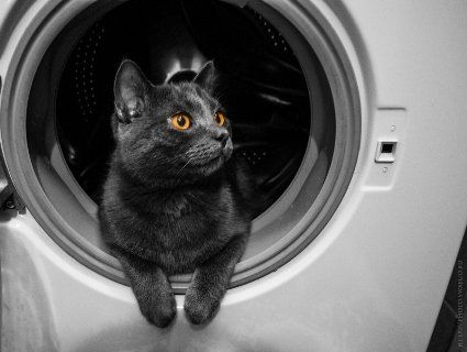 Кішка майже годину провела в пральній машині і дивом вижила