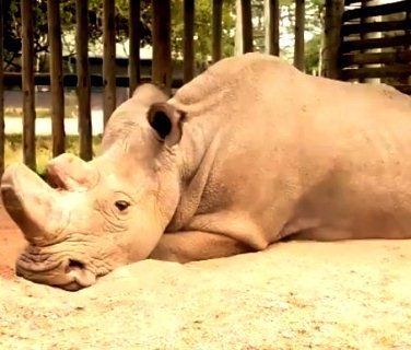 Останній у світі білий носоріг може померти, не залишивши потомства