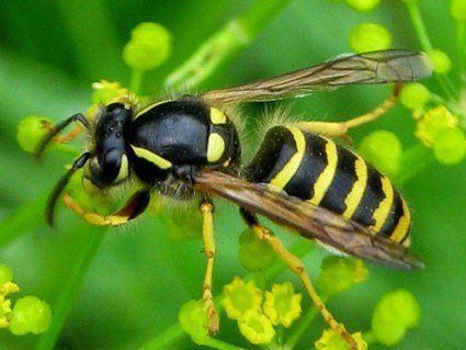 Бджоляр показав процес знищення величезного осиного гнізда (відео)