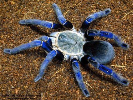 Вчені виявили новий вид гігантських тарантулів