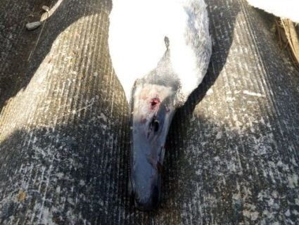 На Сумщині невідомі жорстоко вбили трьох лебедів (фото)