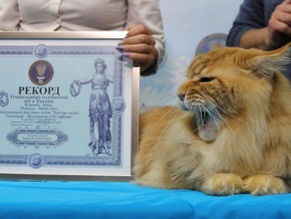 Майже півтораметровий кіт став рекордсменом