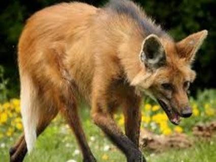 Рідкісному вовку з Німеччини шукають українську наречену (відео)