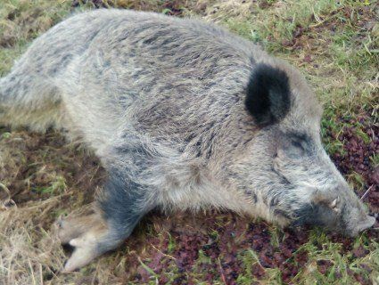 Зниклого на тиждень кабана знайшли вщент п’яним