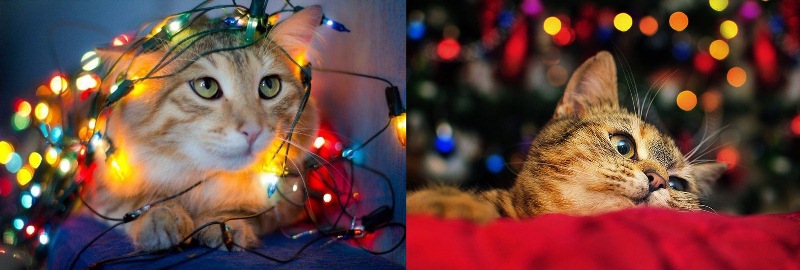 Непрості стосунки котів і новорічної ялинки (фото)