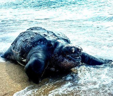 На іспанський берег викинуло черепаху, яка важила тонну (фото)