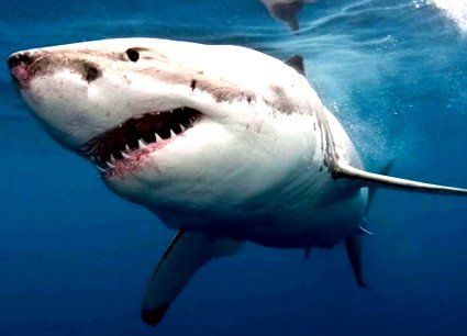 Голодна акула вбила жінку й поранила ще 7 людей