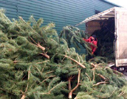 Використані ялинки просять привезти для кіз, оленів і антилоп у «Межигір’я»