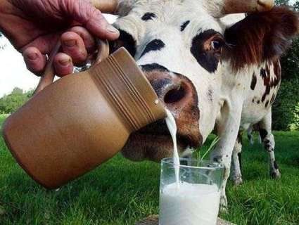 Як виживати селянам, які заробляли на молоці?