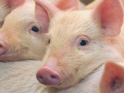 Свиню від ножа м’ясників врятувала інша свиня (відео)