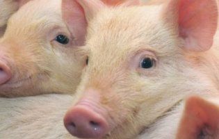 Свиню від ножа м’ясників врятувала інша свиня (відео)