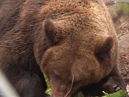 Отака зима: ведмеді залишилися без зимової сплячки (відео)