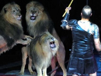 Хижаки роздерли циркового коня (відео)