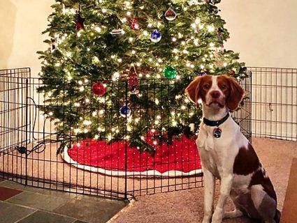 Собаки зі США вимагали повернути Різдво (відео)