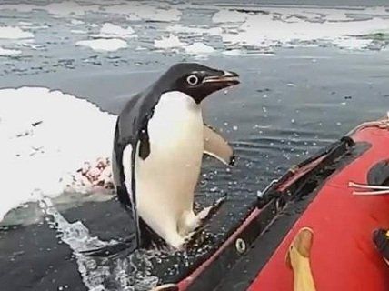 Допитливий пінгвін застрибнув у човен до вчених (відео)