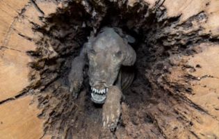 Лісоруби знайшли в дереві мумію собаки, який застряг там 60 років тому (фото)