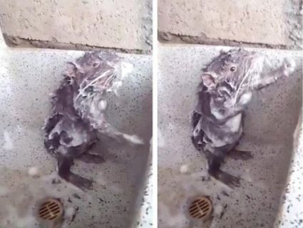 Цей пацюк миється під душем, точнісінько як людина (відео)