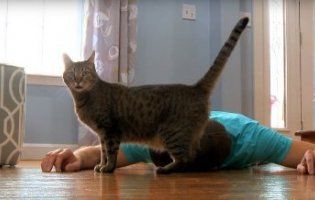 Забавне відео: Що робитиме ваш кіт, якщо ви раптом «помрете»?