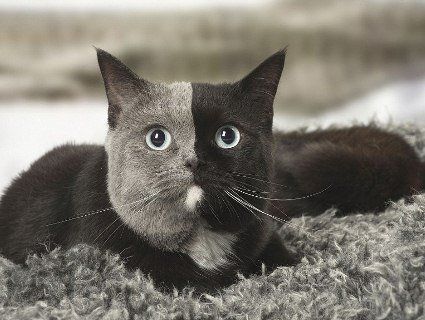У Франції живе унікальний дволикий кіт