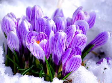 8 Березня – свято євреїв, повій чи весни та краси?