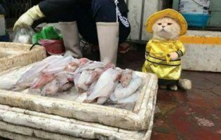 Незвичайний продавець риби підірвав Мережу