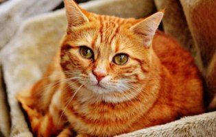Щаслива історія: кіт через 14 років знайшов свого першого господаря