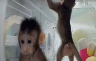 Вчені успішно клонували мавп. На черзі - людина