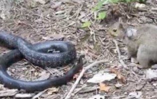 Материнський інстинкт: білка покусала змію (відео)