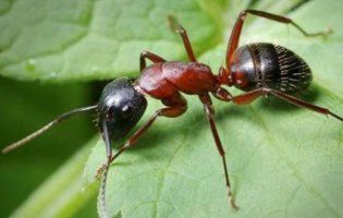 60 комах жили в оці 11-річної дівчинки