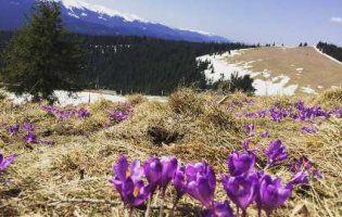 Неймовірна краса - в Карпатах зацвіли крокуси (фото)