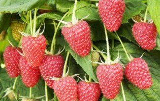 Польща підтримає Волинь у розвитку ягідного напрямку