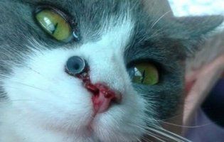 На Волині нелюди розважалися, стріляючи по тваринах