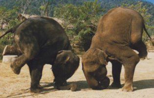 Кумедне відео, як слон займається йогою