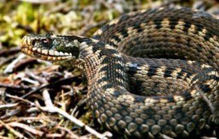 На Львівщині активізувалися змії