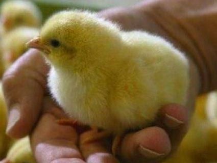 Підкуп курчатами - вибори на Волині (відео)