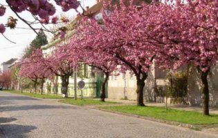 В Ужгороді зацвіли сакури (фото, відео)