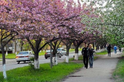 В Ужгороді зацвіли сакури (фото, відео)