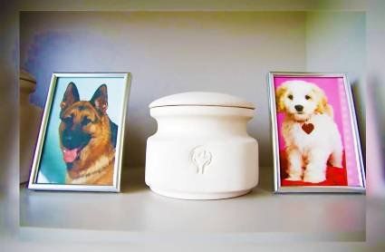 Бобік прощай: у Луцьку майже пів мільйона дають на собачий крематорій
