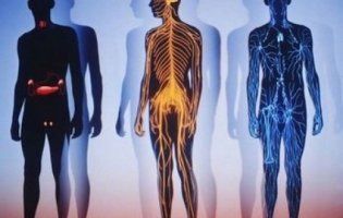 Експерти порахували, скільки коштує людське тіло