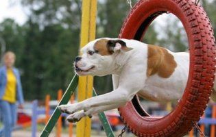 Лучани хочуть зробити собак спортивними