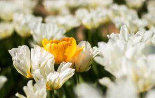Поспішайте, бо тюльпани з Волинської Голландії зріжуть 4 травня (фото)