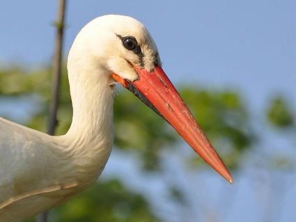 Злодійкуватий боцюн залишив родину без смажених сосисок (відео)