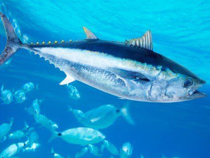 2 травня відзначають Всесвітній день тунця