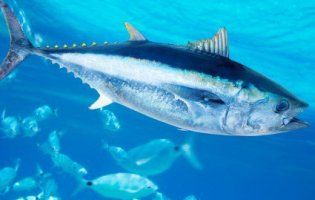 2 травня відзначають Всесвітній день тунця