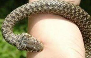 На Львівщині 5-річного хлопчика забрали у реанімацію після нападу змії