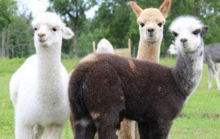 Бродячі собаки атакують зоопарки