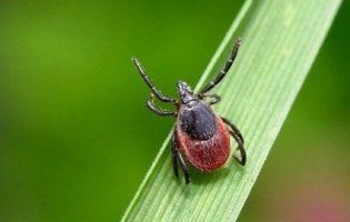 Лікарі застерігають: кліщі заражають хворобою Лайма