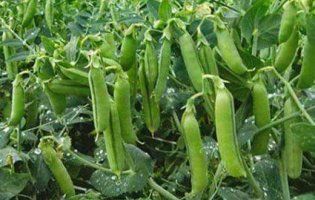 Яку погоду варто очікувати лучанам завтра, 9 травня, та чому треба садити горох