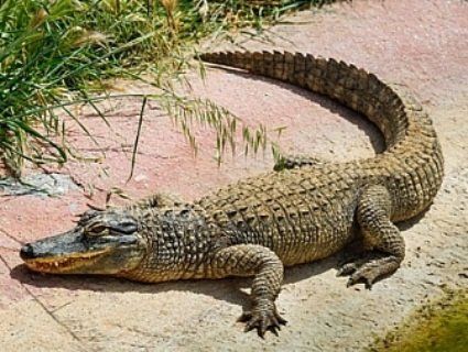 На Одещині з вікна випав... крокодил